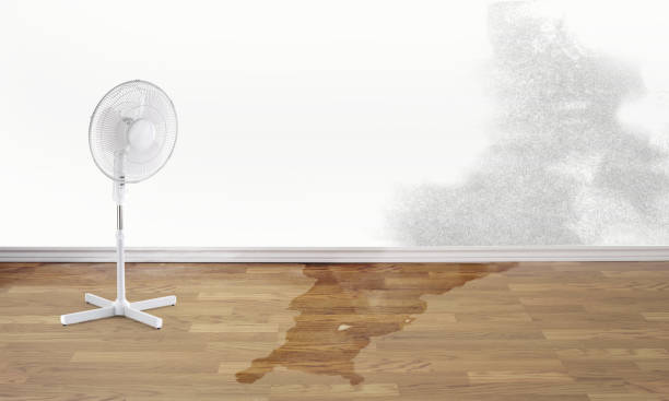 Best Professional water damage repair  in Northfield, MN